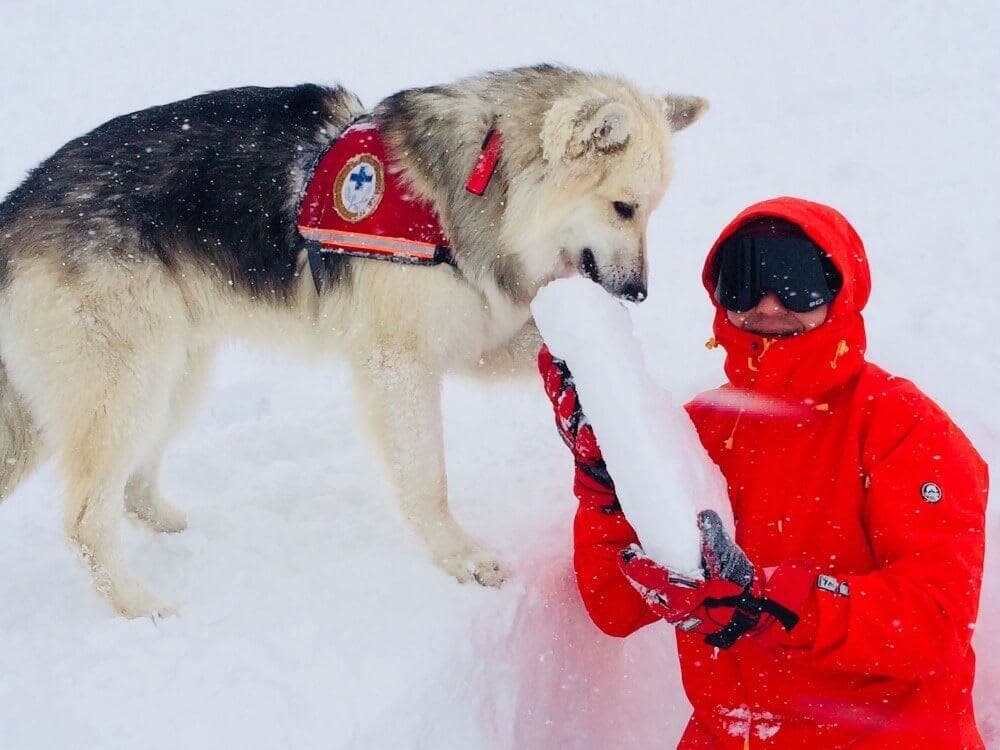 Snow-Dog--1--1.jpg